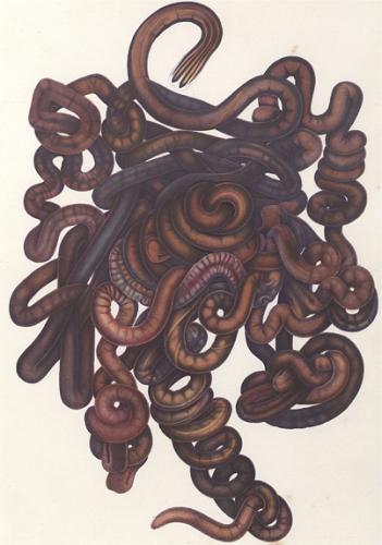 Fig. 1: Mit &uuml;ber 30 Metern L&auml;nge gilt Lineus longissimus als der l&auml;ngste Wurm der Welt (Bild: Quelle unbekannt)